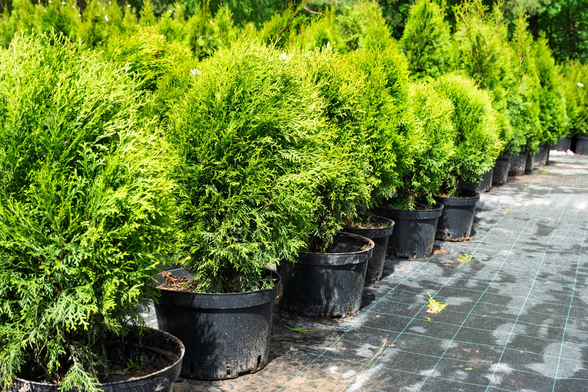 Landscaping In Containers Can You Really Grow Conifers in Pots? 3 Varieties Arborists Recommend ...