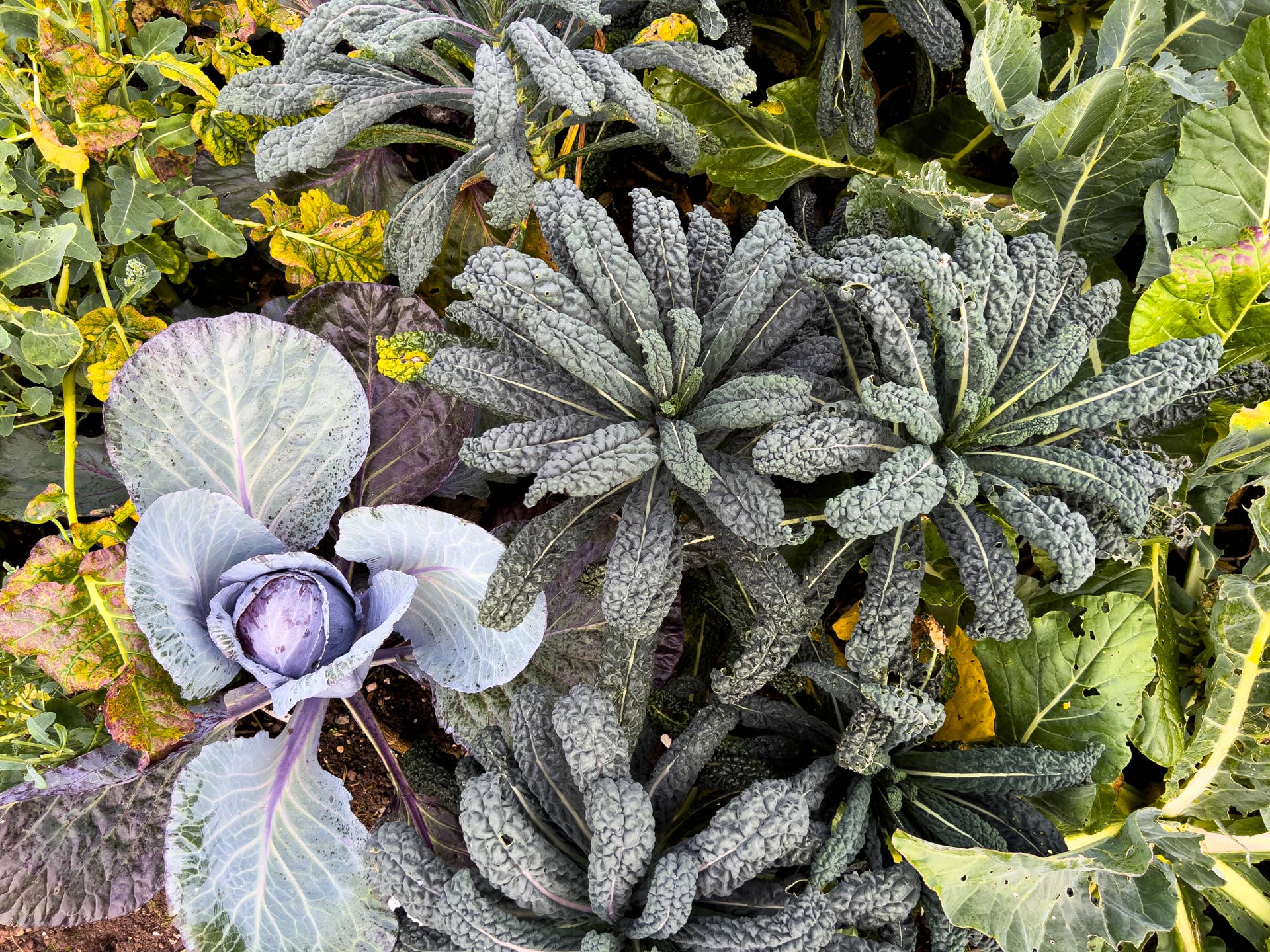 Why Your Fall Greens Suddenly Stopped Growing—and How to Get Them Going Again