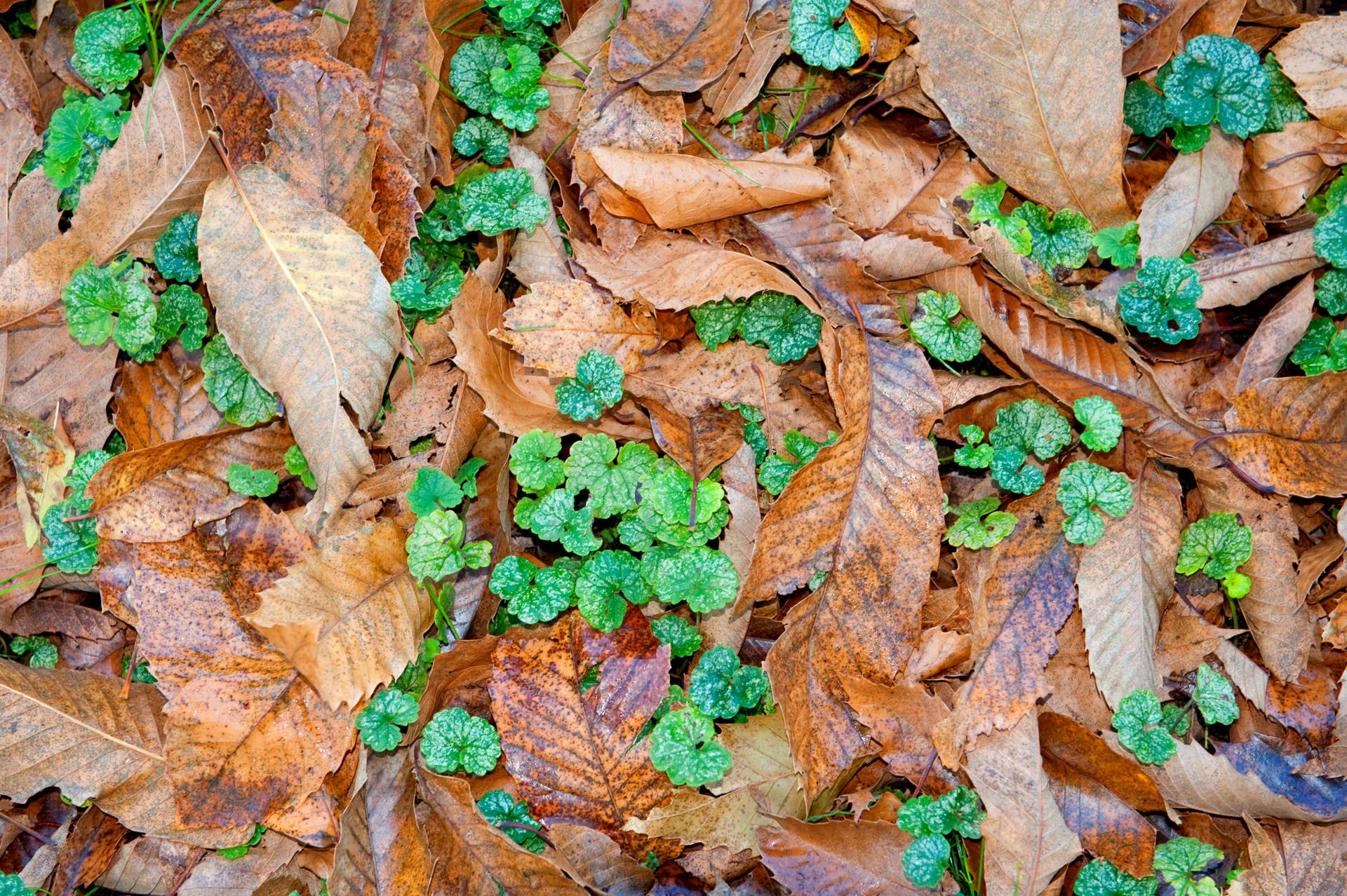 The Fall Weeding Mistake That Makes Aggressive Weeds Spread Even Faster ...