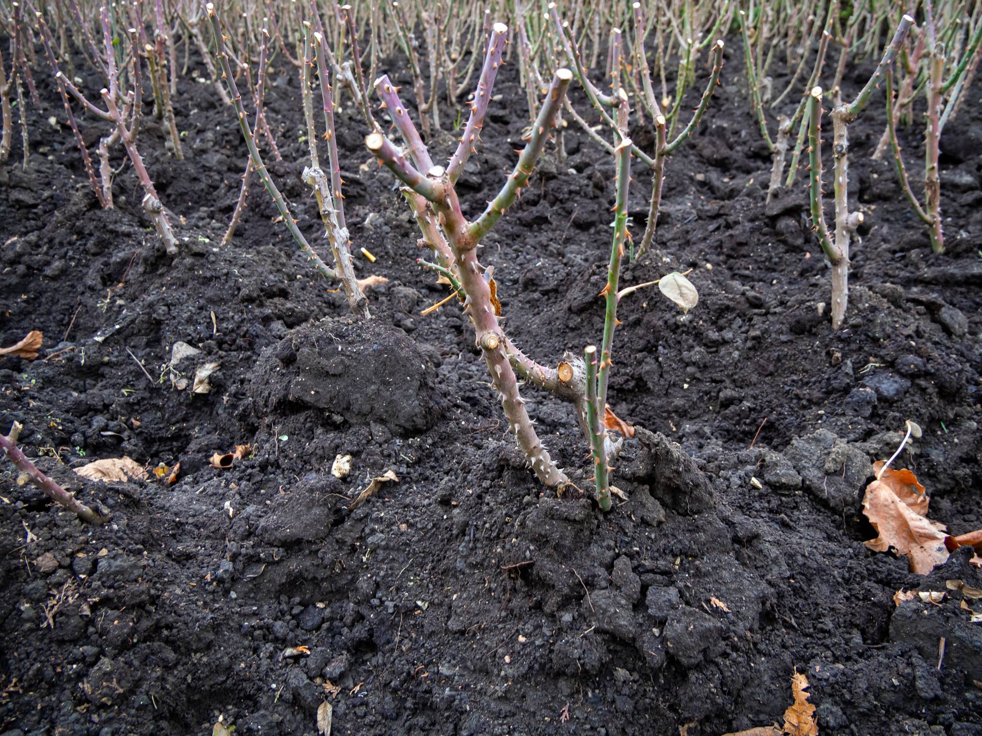 Prepare Roses For Winter How to Protect Tender Roses From Frost This Fall - Dengarden