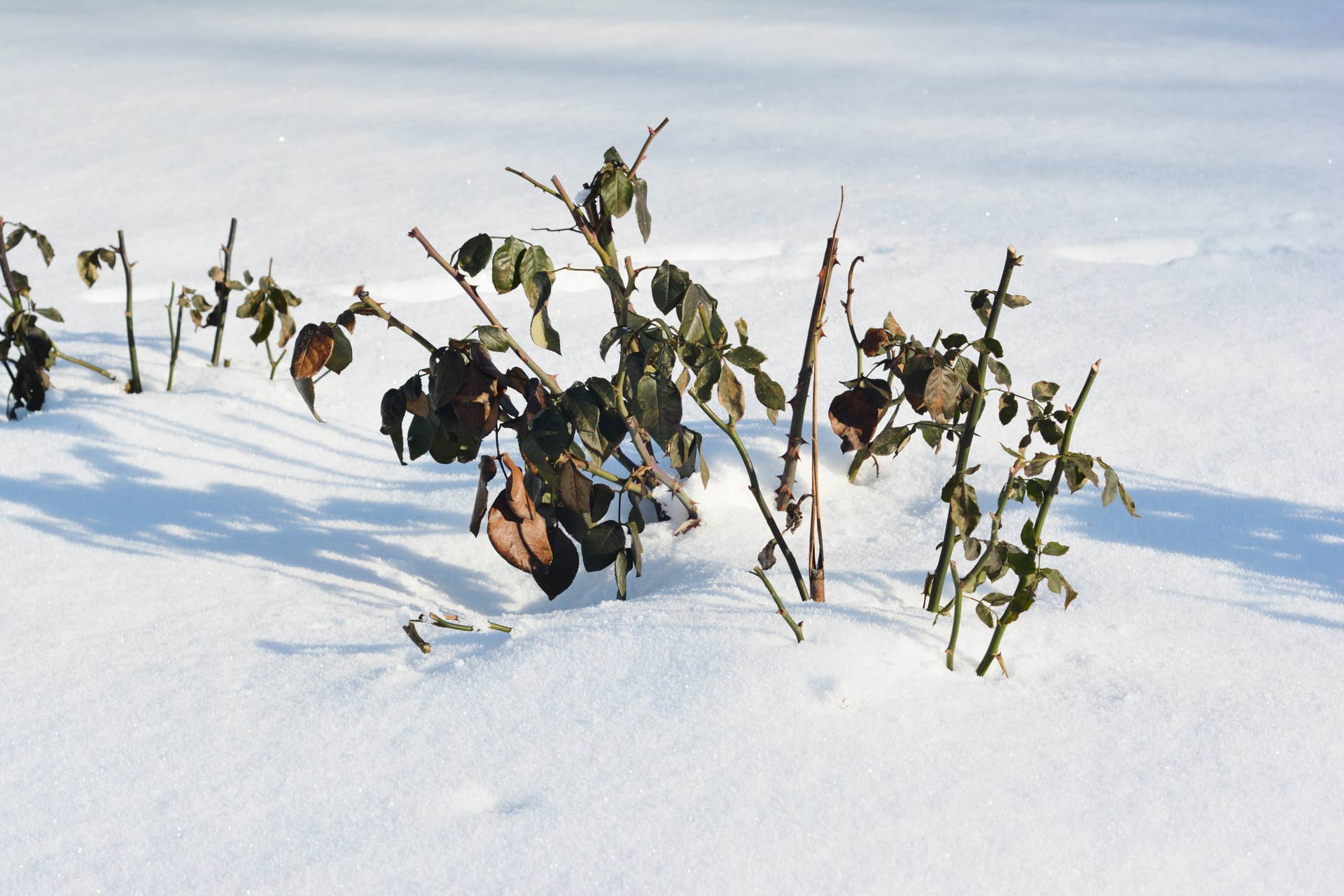 Prepare Roses For Winter How to Protect Tender Roses From Frost This Fall - Dengarden