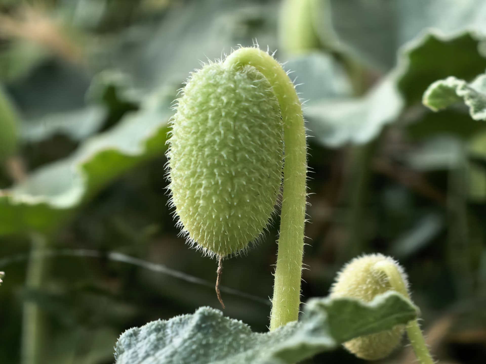 This 'Exploding' Cucumber Plant Can Take Over a Garden - Dengarden