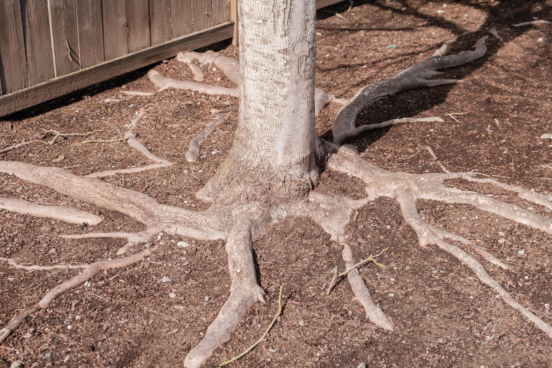4 Warning Signs of a Damaged Tree That Could Fall in a Storm - Dengarden