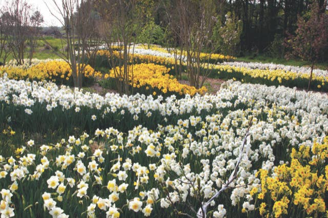 draft planting scheme using daffodils