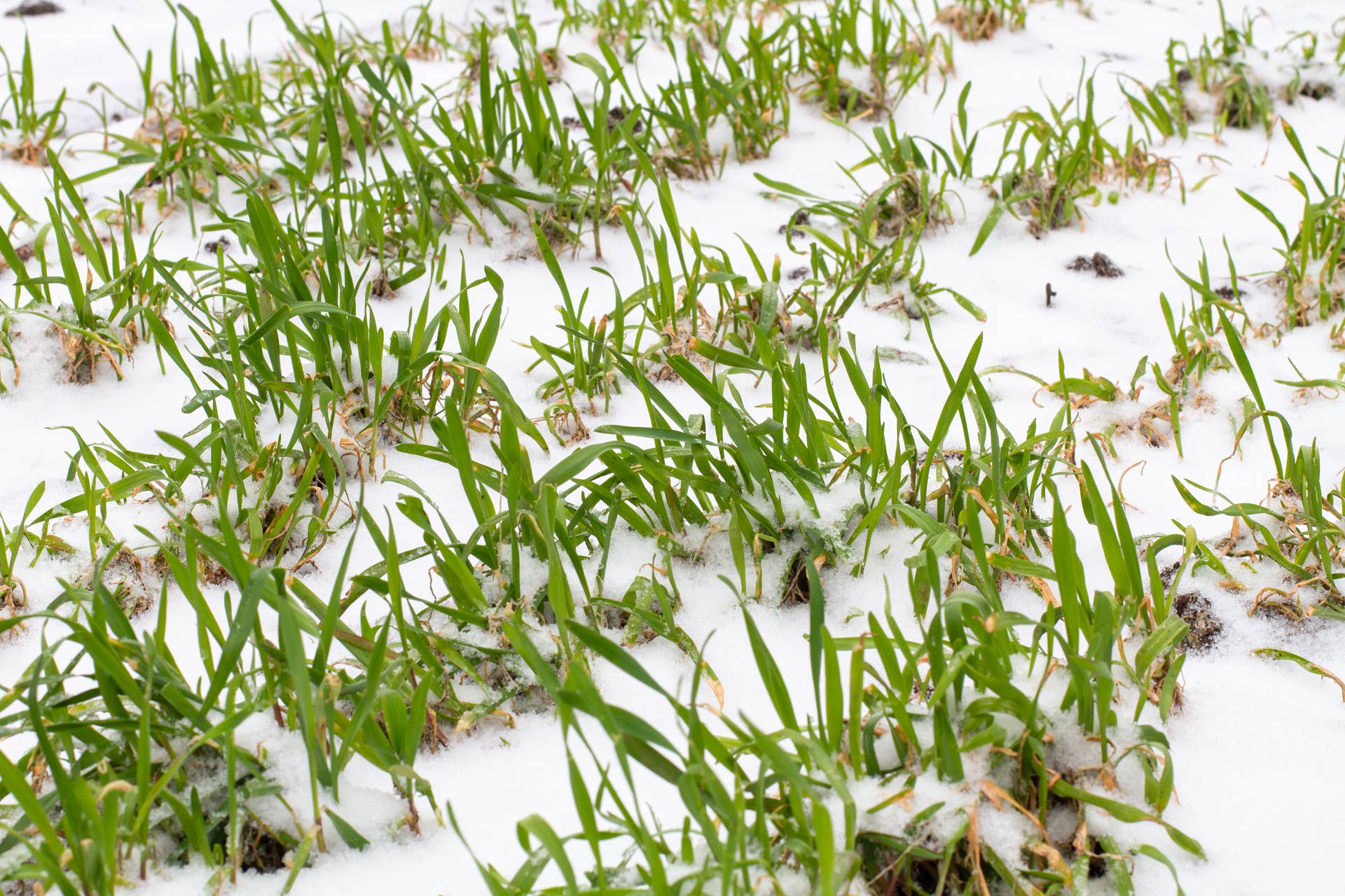 Winter Rye Farm How to Plant Cover Crops in Your Garden This Fall - Dengarden