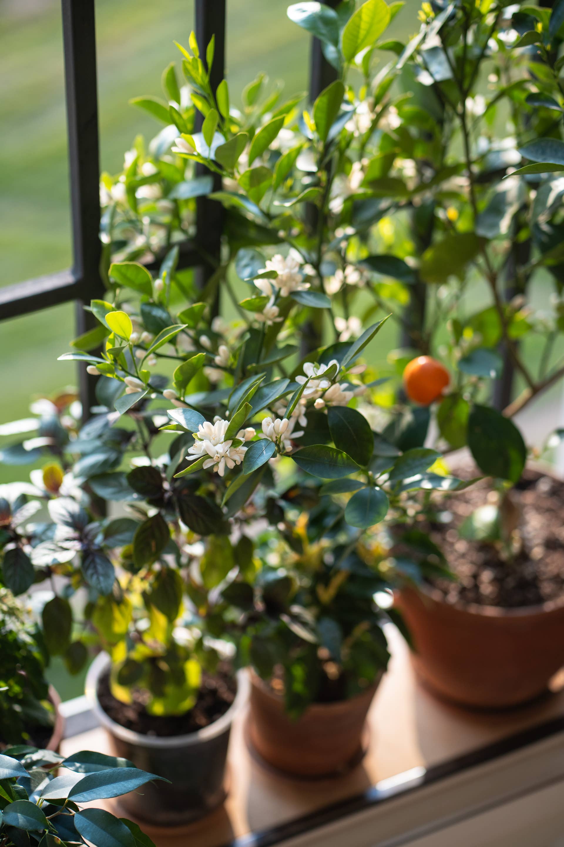 3 Best Citrus Trees to Grow Indoors - Dengarden