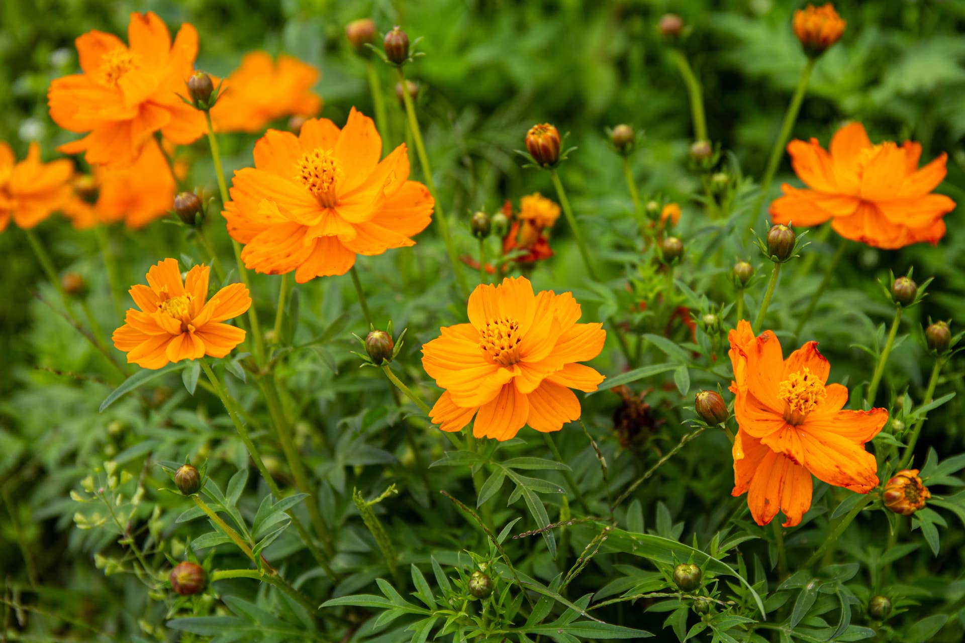 Marigolds & Cosmos: All About October’s Birth Flowers - Dengarden