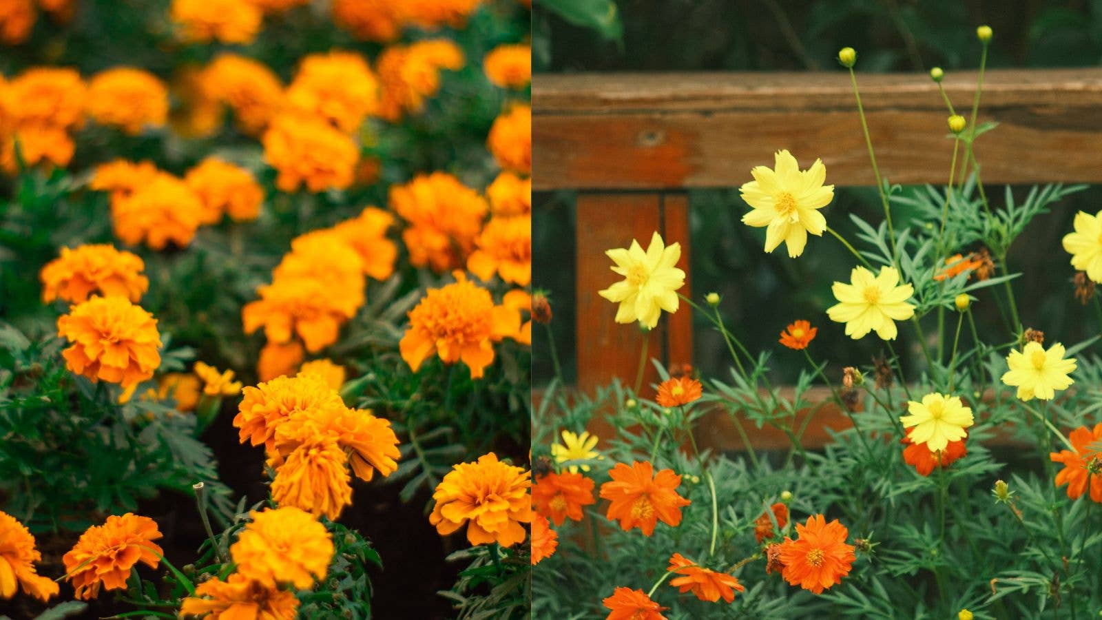 Marigolds & Cosmos: All About October’s Birth Flowers - Dengarden