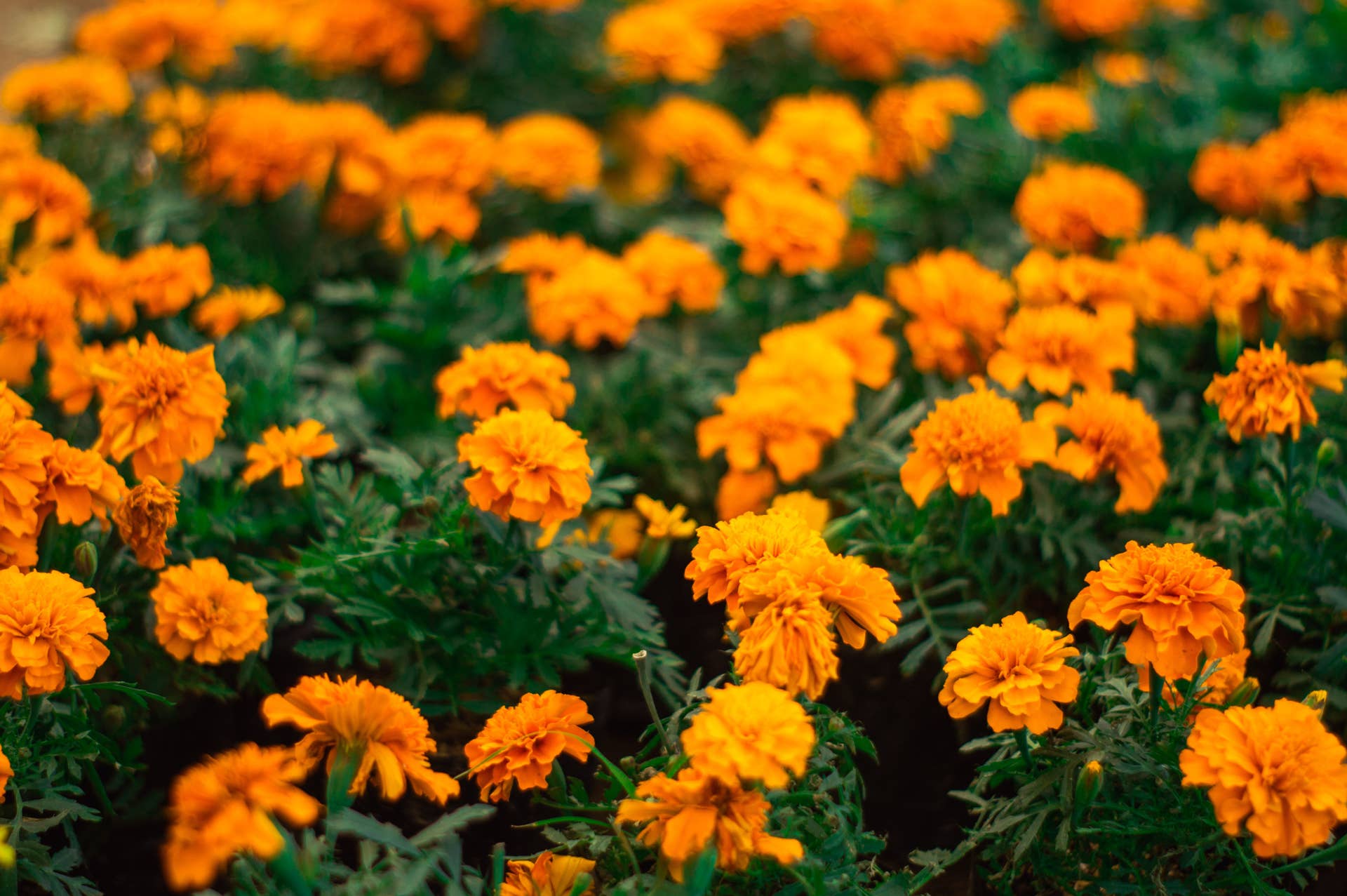 Marigolds & Cosmos: All About October’s Birth Flowers - Dengarden