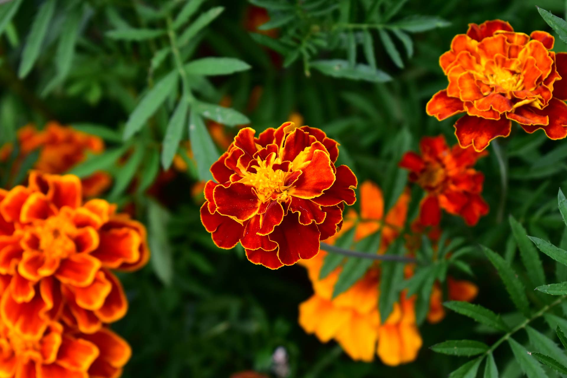 Marigolds & Cosmos: All About October’s Birth Flowers - Dengarden