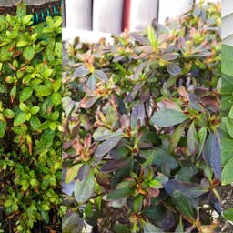 Why Are My Azalea Leaves Turning Brown? 4 Possible Causes