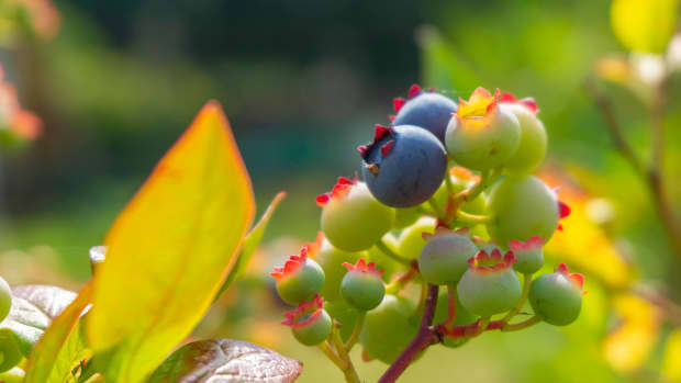 ripening blueberries on a bush