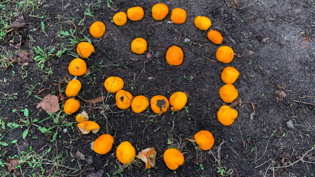 oranges in the dirt arranged in a smile face