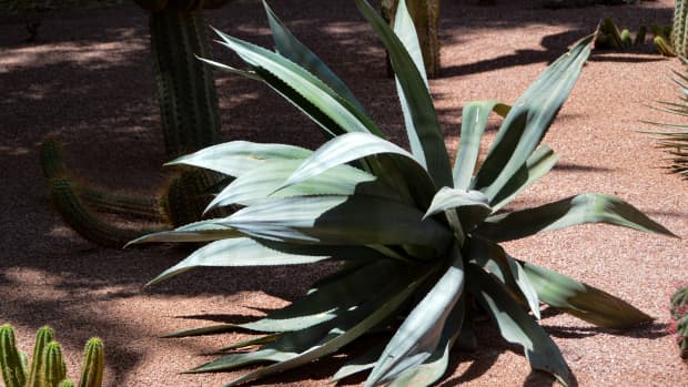 agave plant in the desert
