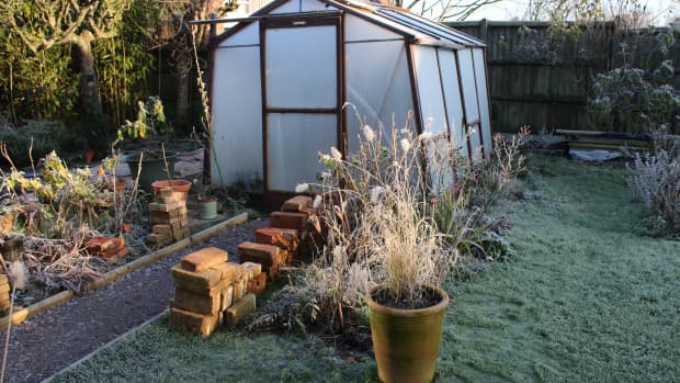 greenhouse in winter