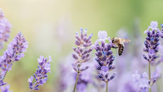 Gardner Has a Genius Solution That Keeps Carpenter Bees Away From Your ...