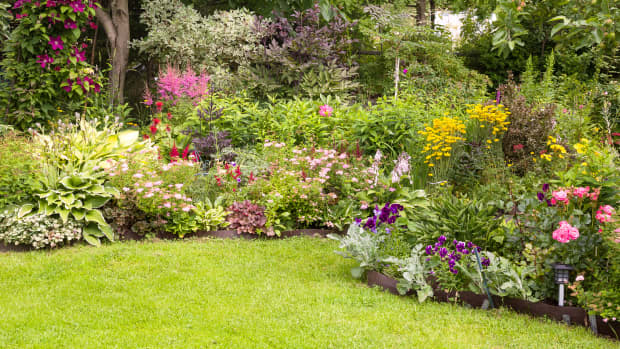 3 Easy Plants for a Never-ending Garden - Dengarden News