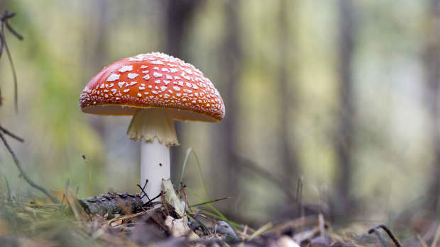 Woman Crafts Adorable Mushroom Planter and Her Plants Have Never Looked ...