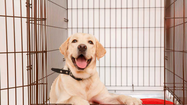 dog in kennel