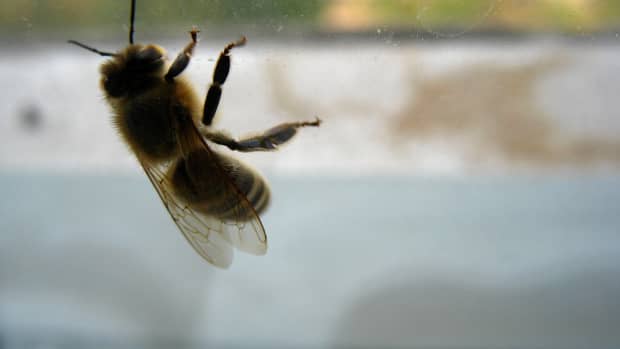 Bee on a window