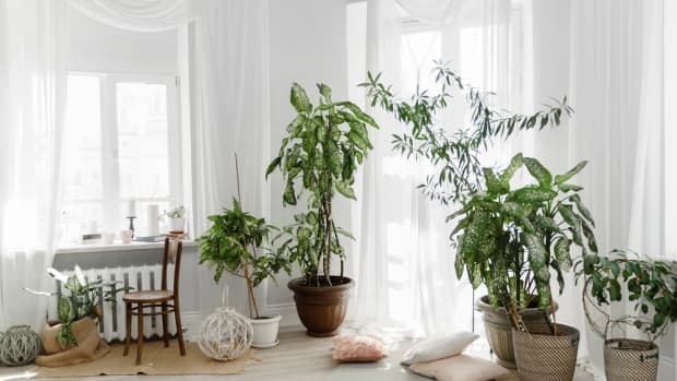 Draped curtains and plants