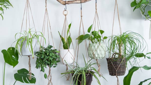 Woman Warns That Your House Plant Might Be “Playing” Dead