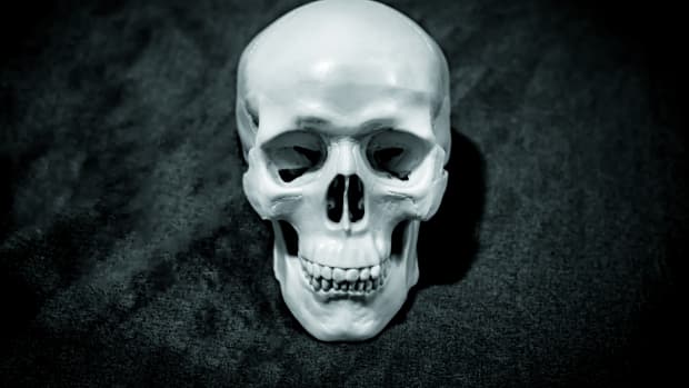 faux skull
