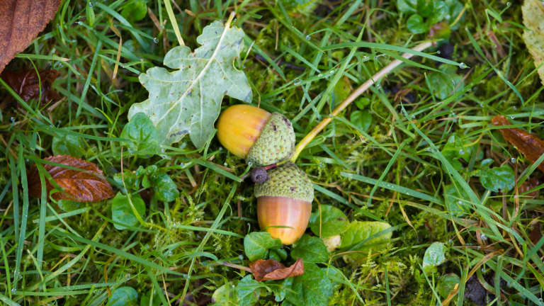 This Woman Can Transform Acorns She Found On the Street Into Bacon