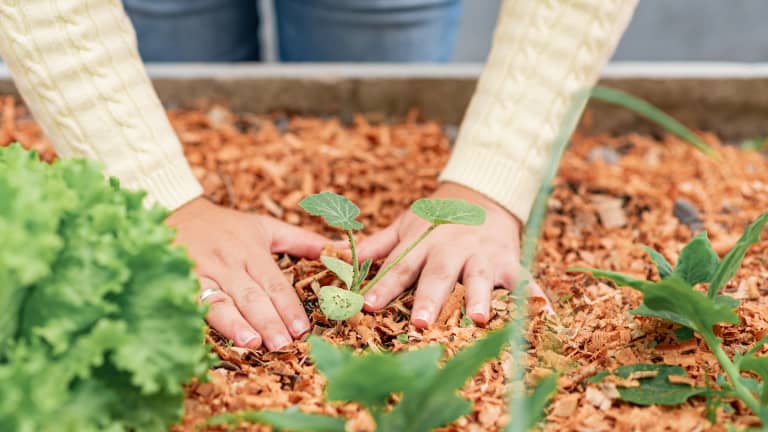 Stop Wasting Money Filling Garden Beds With Soil And Use This TikTok Mom’s Hack Instead