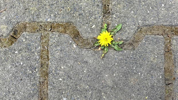 weed growing through the pavement