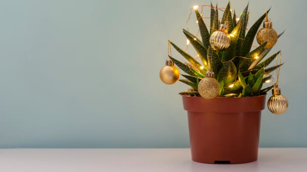 Christmas succulent with golden balls and garland on blue background, space for text