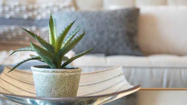 an aloe vera plant in a stone planter on a coffee table in a living room