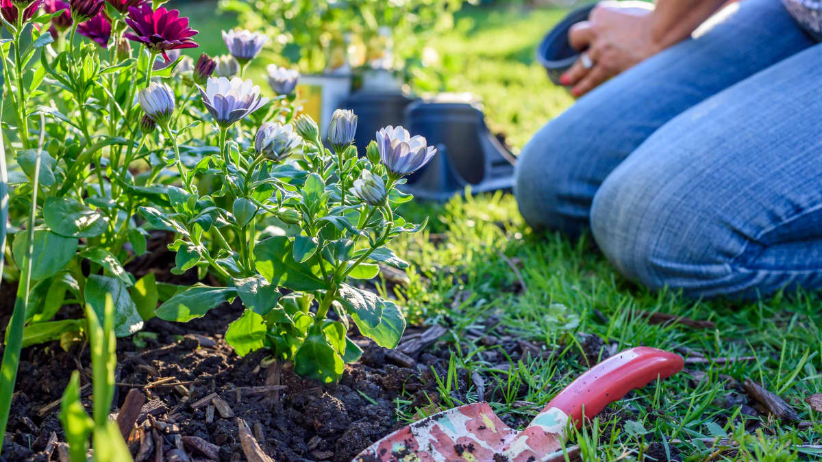 How to Take Care of Flower Plants in Your Garden - Dengarden