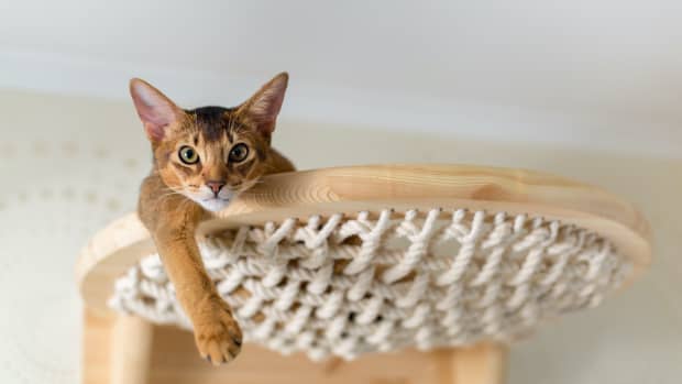 Dollar tree cat scratcher hotsell