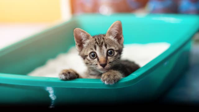 Wicker basket litter box best sale