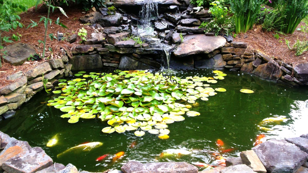 How to Make a Beautiful Goldfish Pond Dengarden