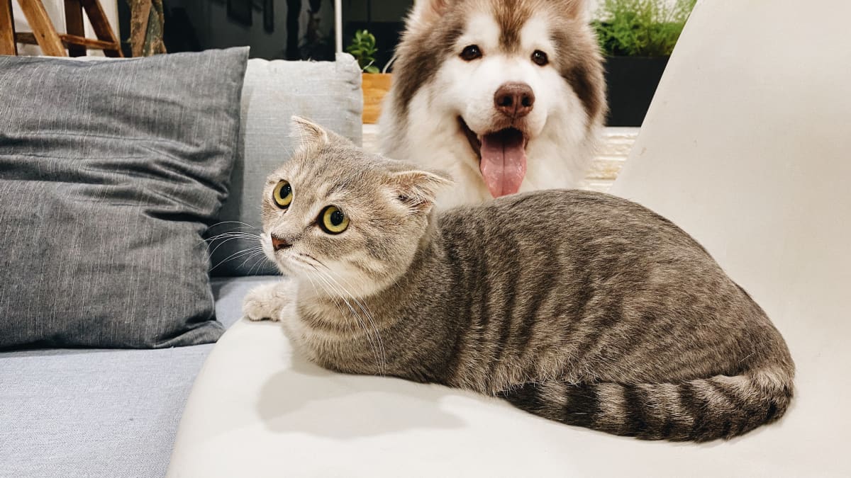 Zero odor pet best sale
