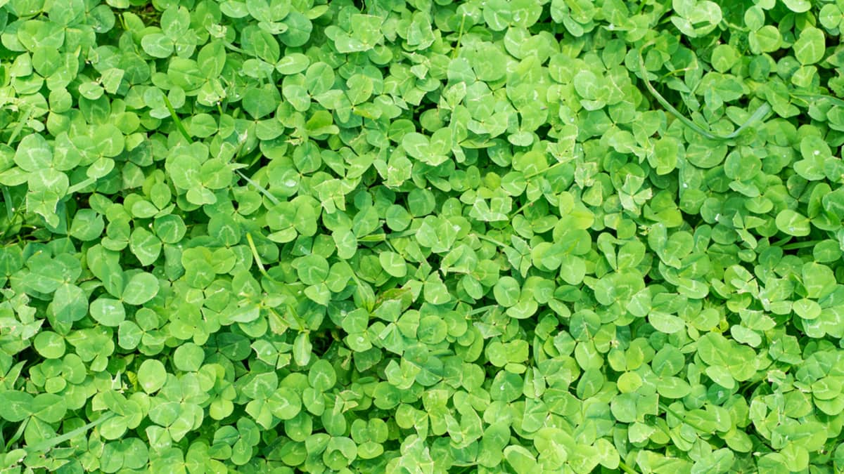 Clover lawn sales