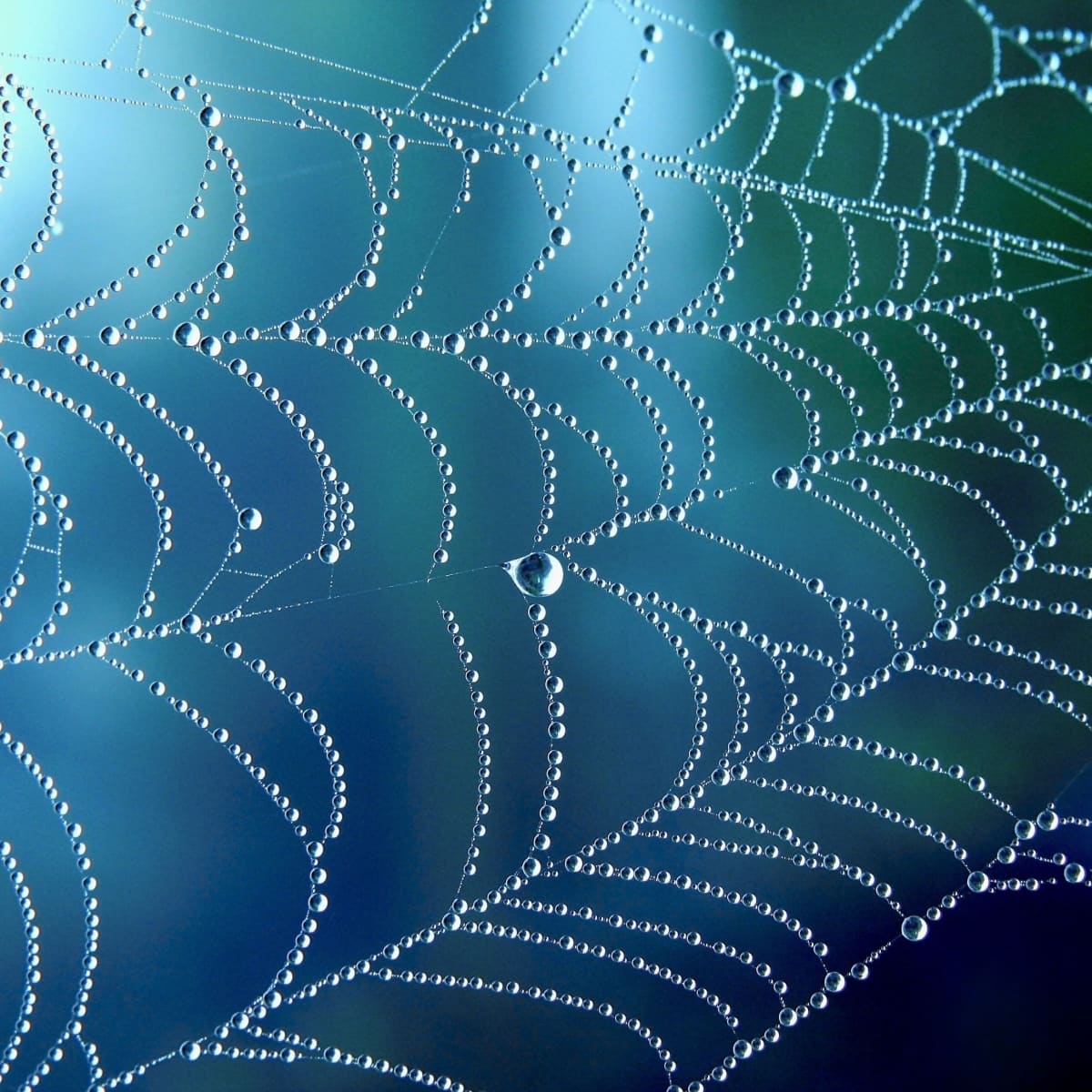 Sticky Science: the Evolution of Spider Webs