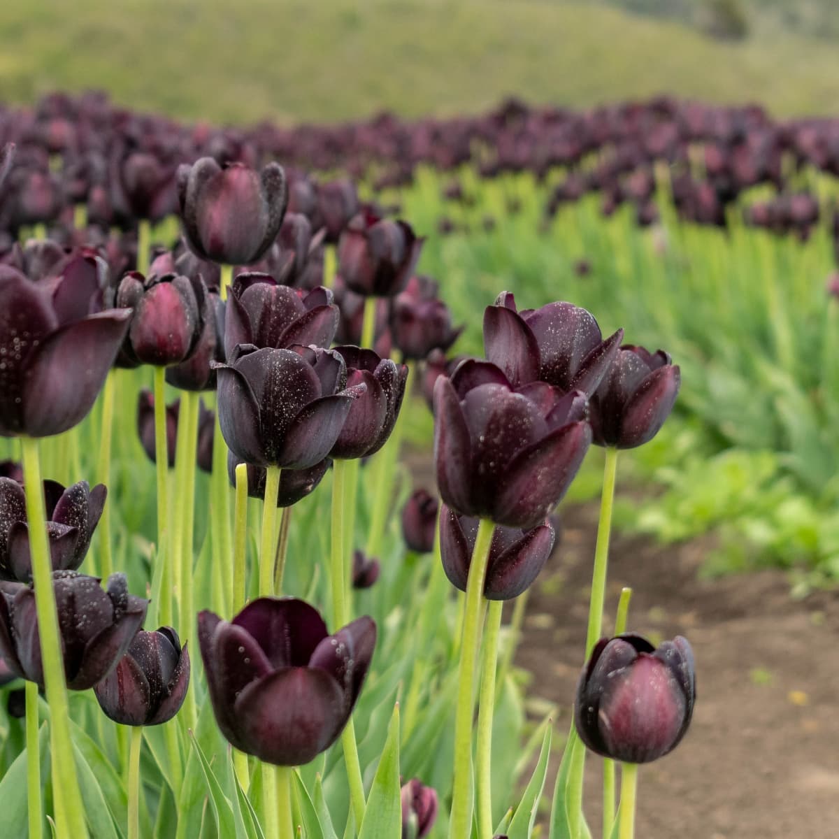 Goth Garden: Spooky and Beautiful - National Garden Bureau