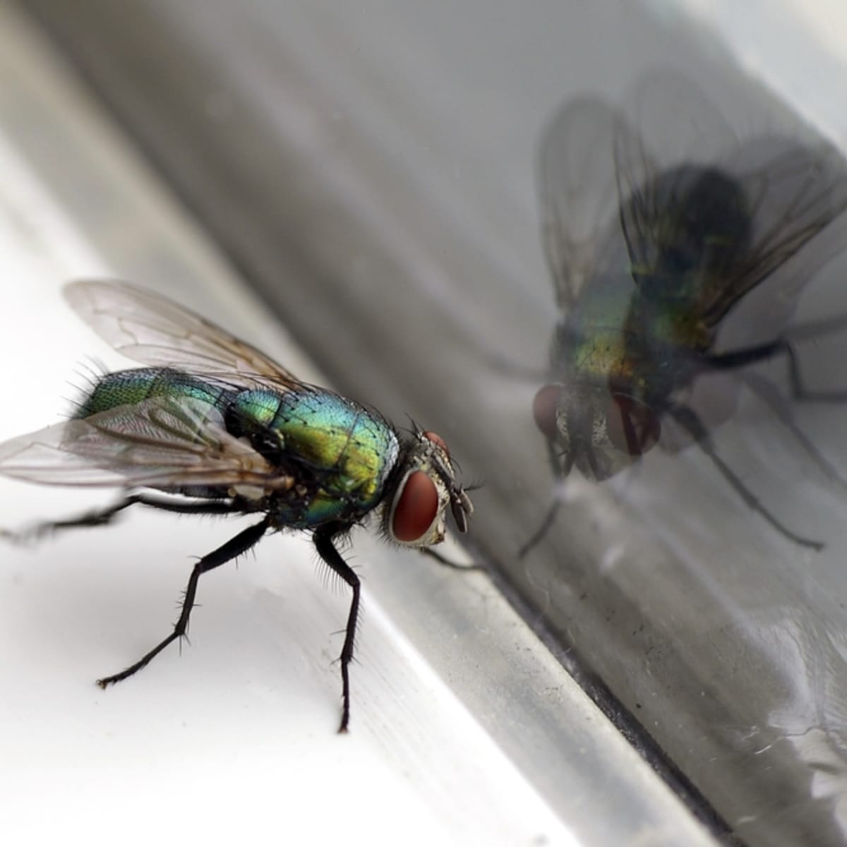 How to Get Rid of Fruit Flies Fast - Dengarden