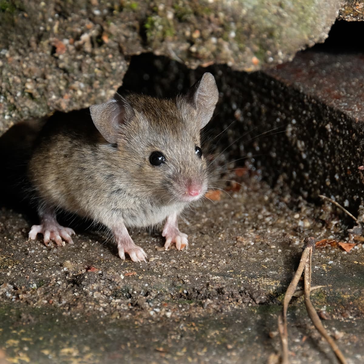 The DIY Anti-Mouse Pouch That Naturally Keeps Mice Away And Will Have Your  Home Smelling Incredible