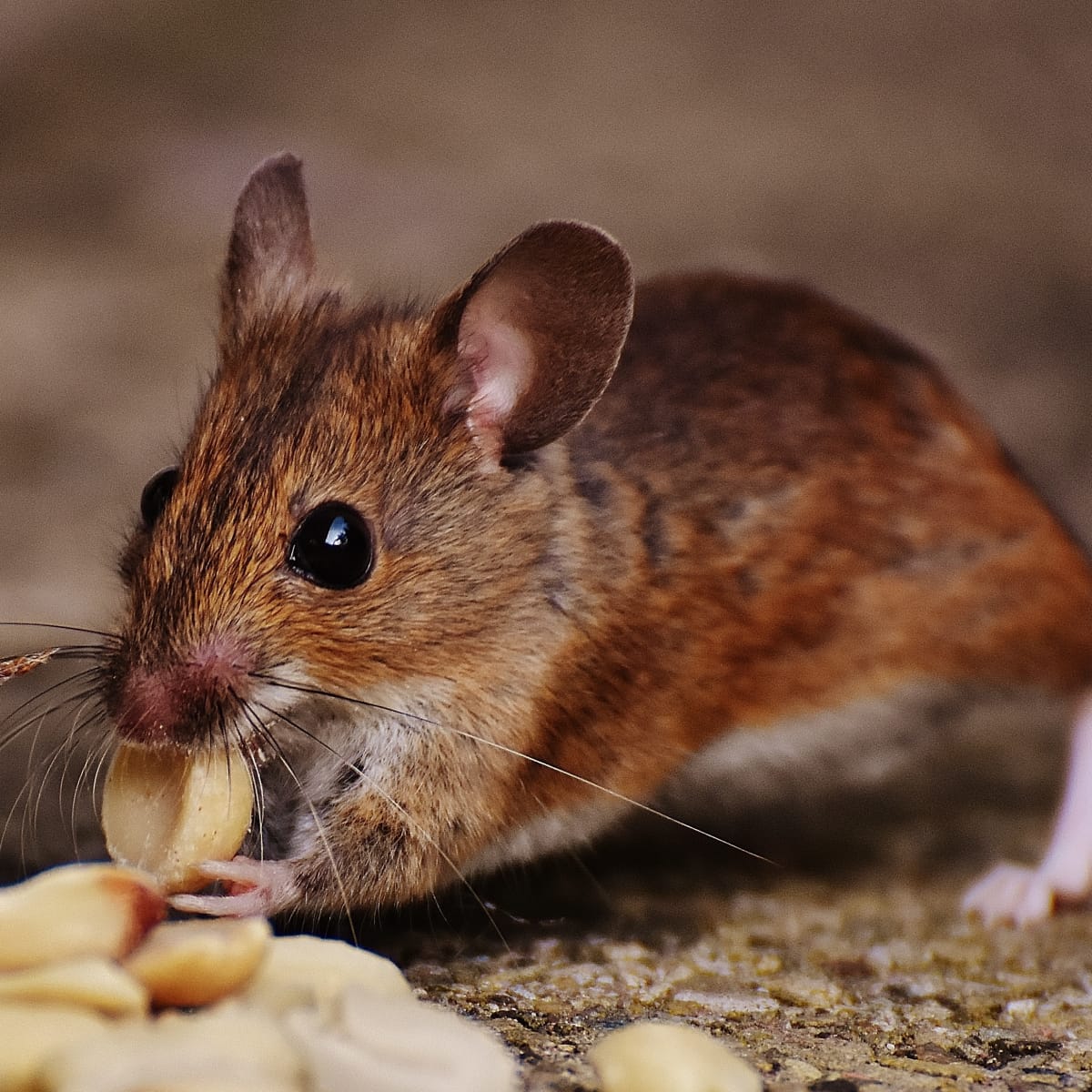 The Best Kid Safe and Pet Friendly Mousetraps Dengarden