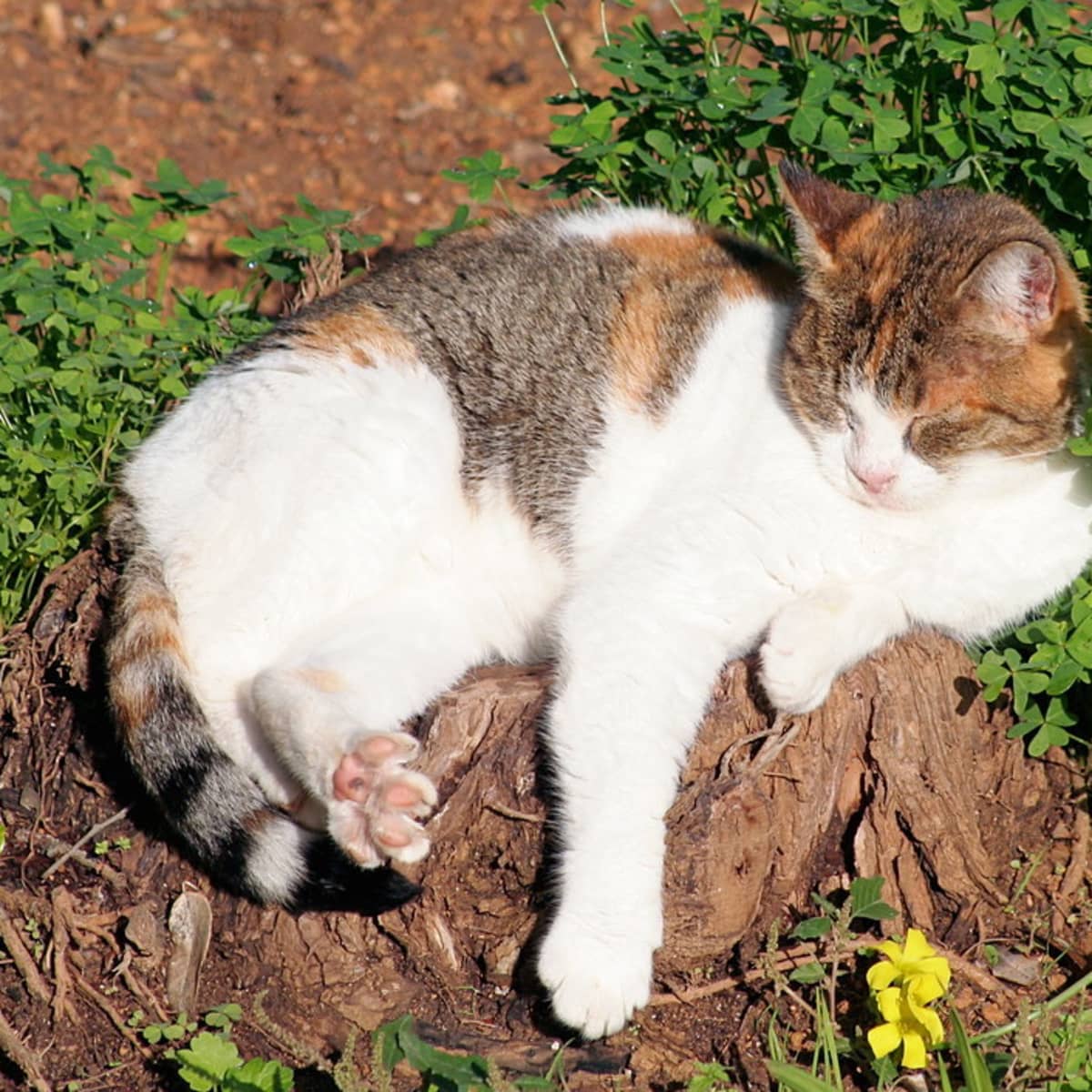 How to Stop Cats From Coming Into Your Garden Dengarden