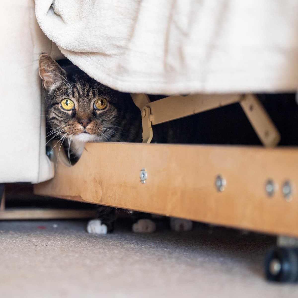 French Influencer Builds Secret Cat House Under His Couch Using