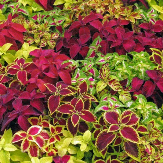 How to Choose Plants to Create Curb Appeal Dengarden