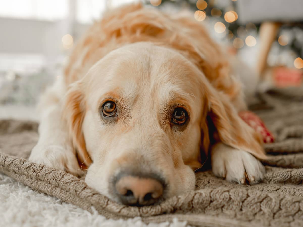 golden retriever puppy is totally jealous of toy dog