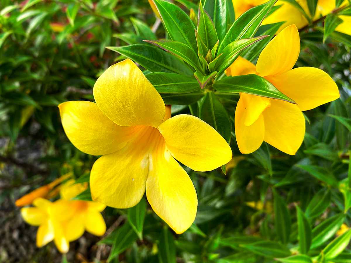 Yellow Flowers Plant