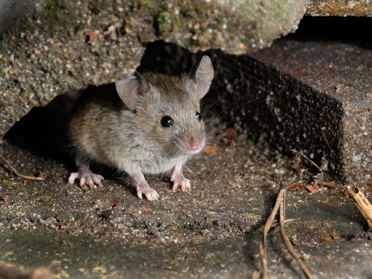 Woman shares genius £1 hack to keep mice away for good… it won't hurt them  and it's 100% natural