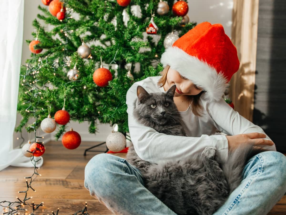 Orange oil spray for cats online